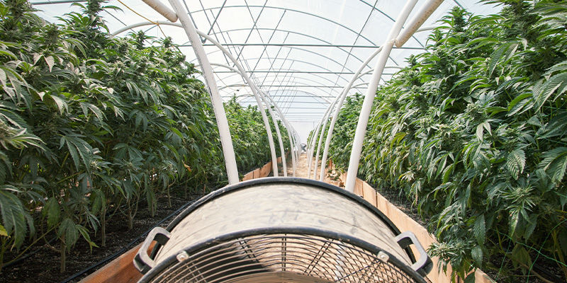 Regulær cannabisdyrkning Regulær cannabisdyrkning