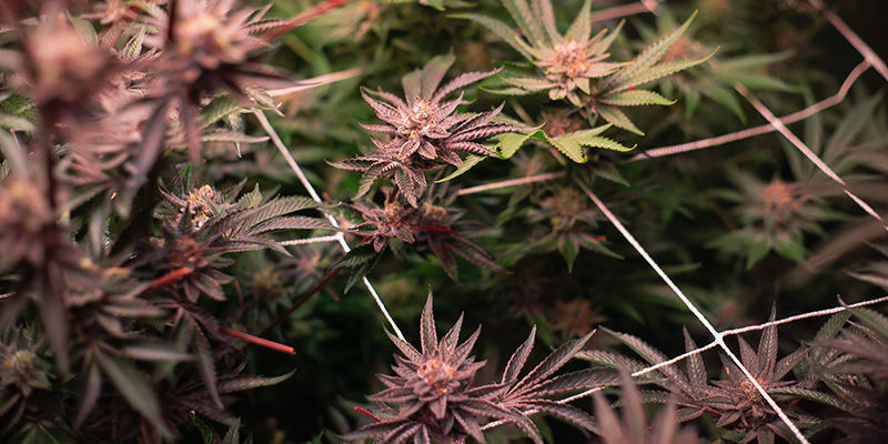 Sådan laver du et vertikalt landbrugssetup til cannabis Sådan laver du et vertikalt landbrugssetup til cannabis