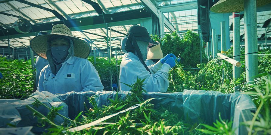 Er vertikal dyrkning af cannabis fremtiden? Er vertikal dyrkning af cannabis fremtiden?