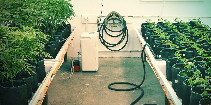Hold alt rent Hold alt rent - vertikal cannabisdyrkning