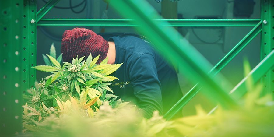 Reolopsætning Rack Setup - Vertical Cannabis Growing
