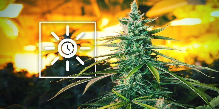 Fremryk lysplanen - vertikal cannabisdyrkning