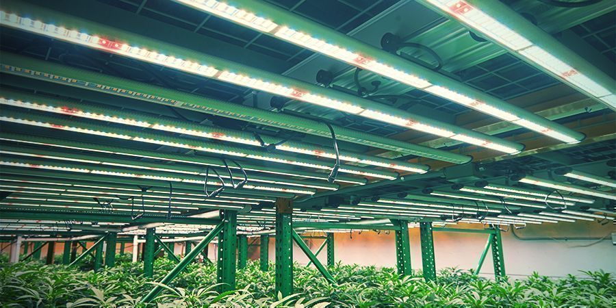 Vertikal dyrkning af cannabis Vertikal dyrkning af cannabis