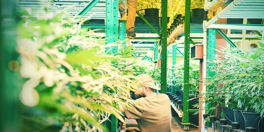 Hvad er vertikalt landbrug? Hvad er vertikalt landbrug? - Vertikal cannabisdyrkning