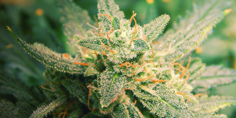 7 faktorer, der påvirker cannabisblomstring: Hvad kan du gøre? 7 faktorer, der påvirker cannabisblomstring: Hvad kan du gøre?