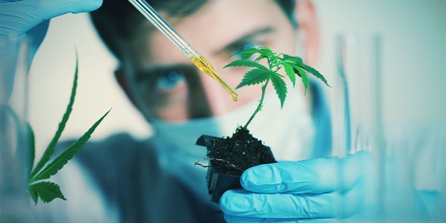 Eksogene kemikalier Faktorer, der kan påvirke cannabisblomstring: Eksogene kemikalier