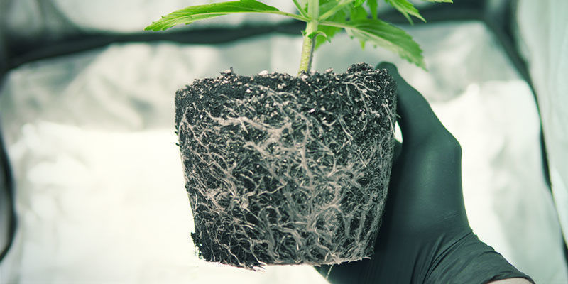 Tilstedeværelse af mikrobielle patogener Faktorer der kan påvirke cannabis’ blomstring: tilstedeværelse af mikrobielle patogener