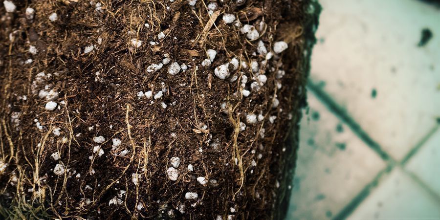 Saltophobning Faktorer, der kan påvirke cannabisblomstring: Saltophobning