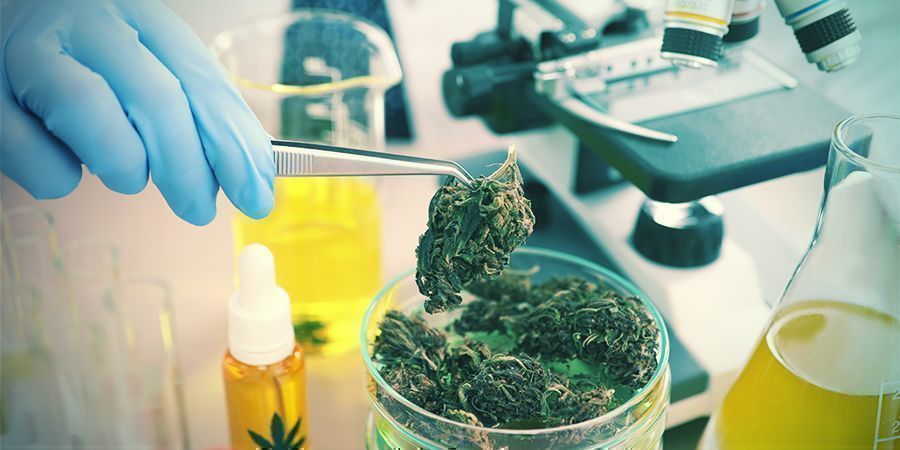 Hvordan påvirker cannabis anandamid? Hvordan påvirker cannabis anandamid?