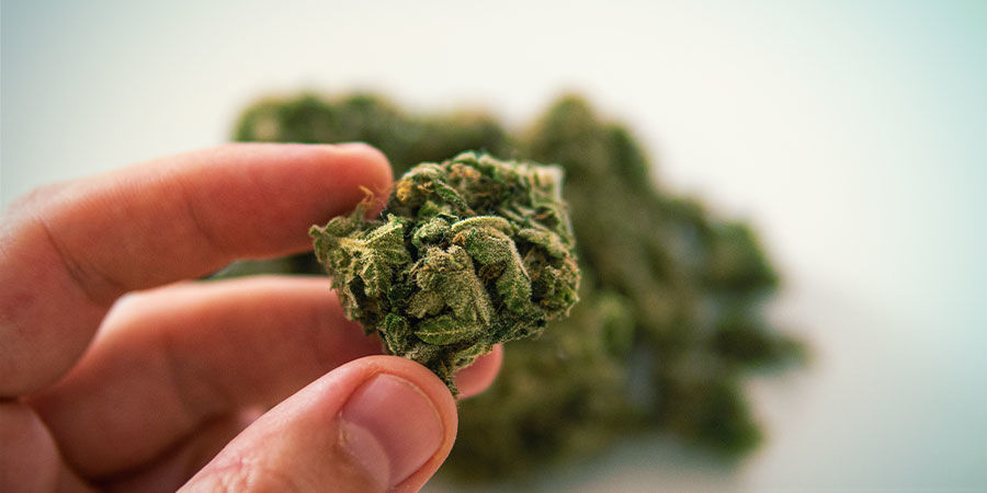 Mærk på dine cannabisblomster Sådan opdager du forurening i cannabis: Mærk på dine cannabisblomster