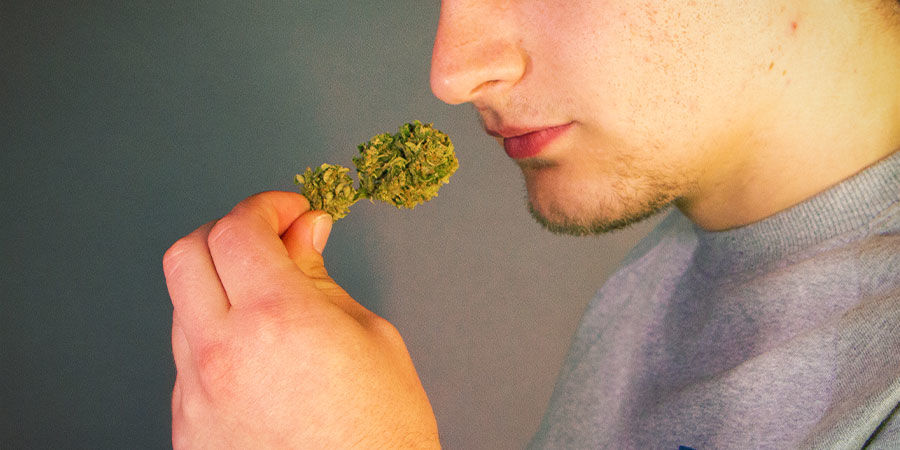 Lugt og smag på din cannabis før du tænder Sådan opdager du forurening i cannabis: Lugte og smage på din cannabis før du tænder