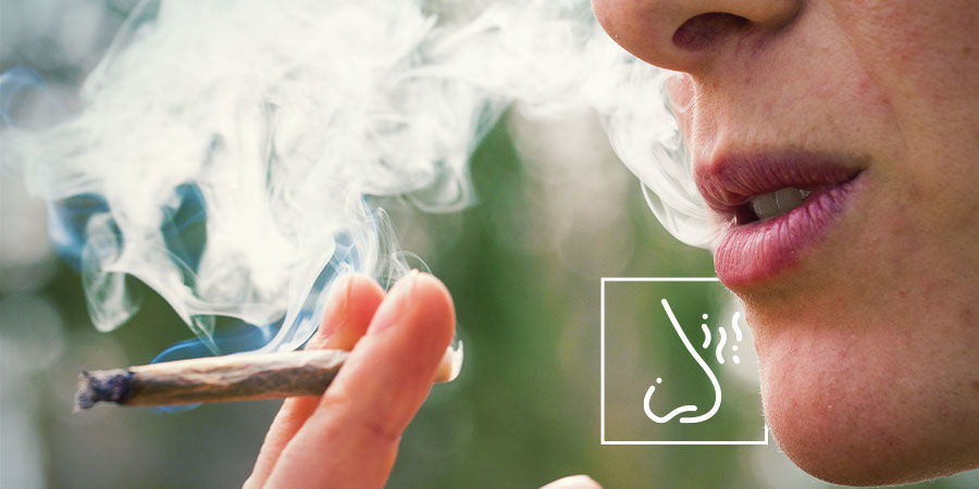Vær særligt opmærksom på røg eller dampens smag og lugt Sådan opdager du forurening i cannabis: Vær særligt opmærksom på røg eller dampens smag og lugt