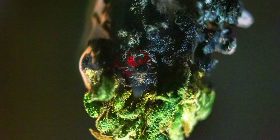 Brix-gødning Cannabisforureninger: Brix-gødning