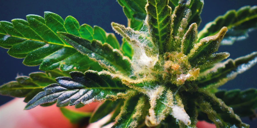 Svamp eller skimmel Cannabisforurening: svamp eller skimmel