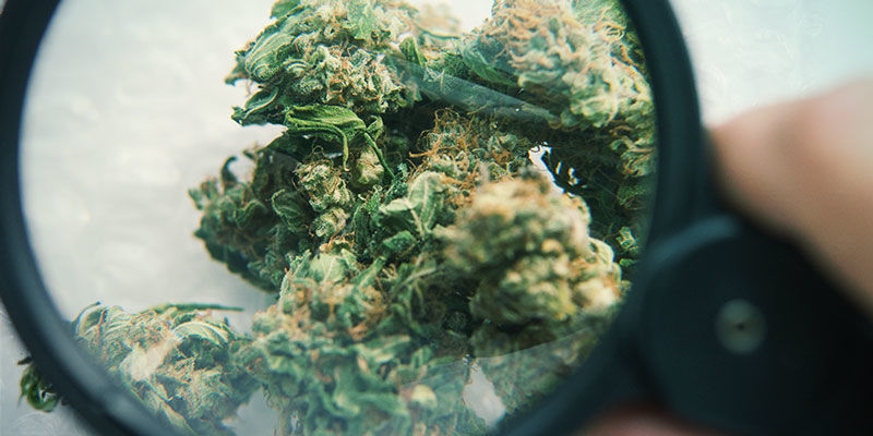 Glas Cannabisforureninger: Glas