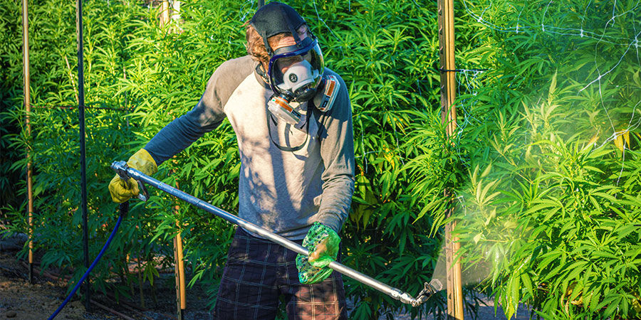 Industrielle pesticider eller gødning Cannabis-forureninger: industrielle pesticider eller gødning