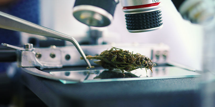 Bly Cannabisforurening: Bly