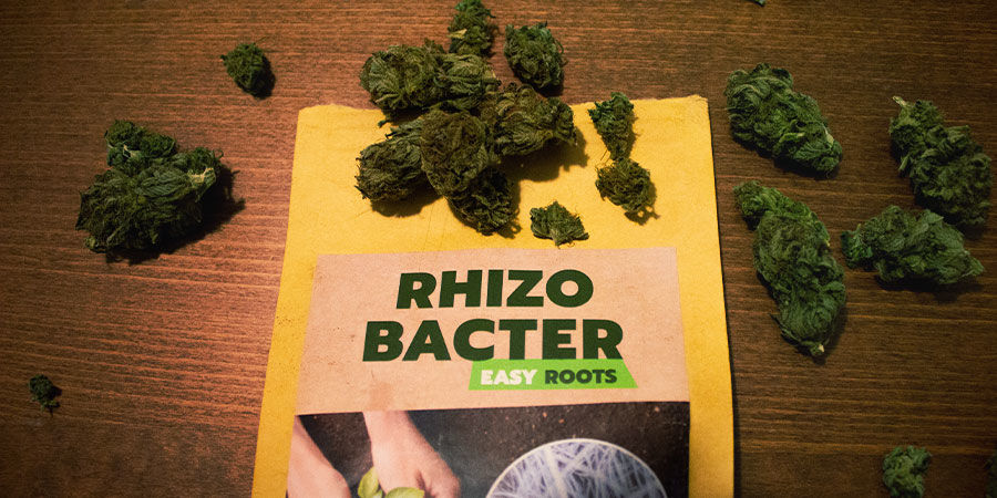Hvordan fremmer rhizobakterier cannabisvækst?