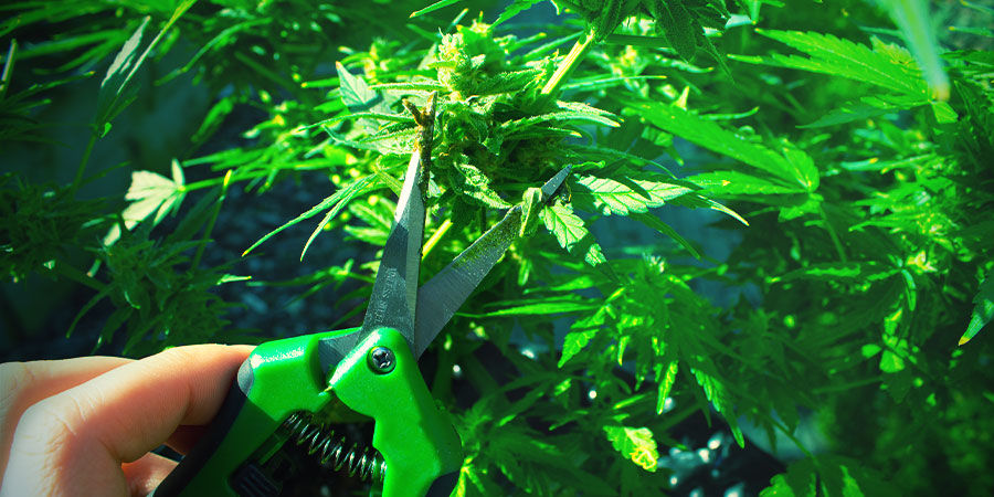 Saks eller beskærersaks - dyrk cannabis