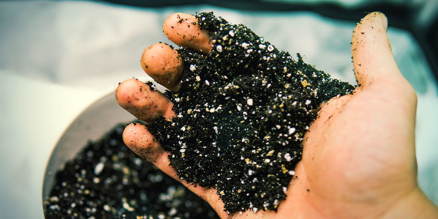 Jord (eller andet dyrkningsmedie) Soil (Or Other Grow Medium) - Growing Cannabis