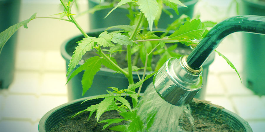 Vand Water - Growing Cannabis