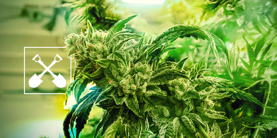 Hvad skal du bruge for at høste cannabisplanter? Hvad skal du bruge for at høste cannabisplanter?