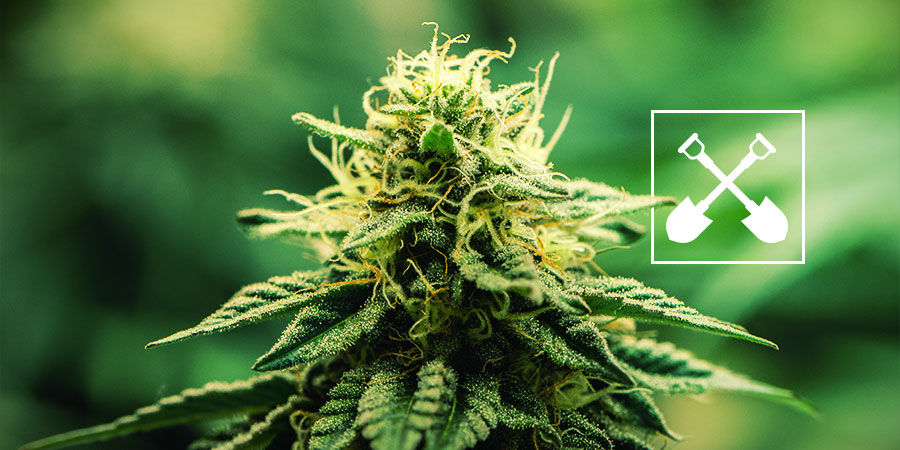 Hvad skal der til i ethvert cannabisdyrkningssetup? Hvad skal der til i ethvert cannabisdyrkningssetup?