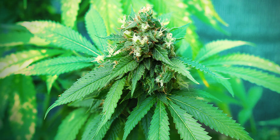 Ja, selv begyndere kan dyrke fantastisk cannabis Ja, selv begyndere kan dyrke fantastisk cannabis