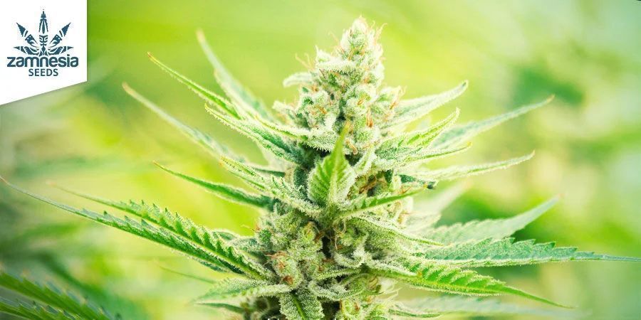Sunset Sherbet Automatic fortjener din opmærksomhed