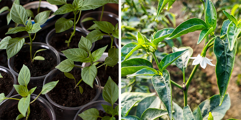 Sådan vokser chili: Fra kimplante til blomstring Sådan vokser chili: Fra kimplante til blomstring