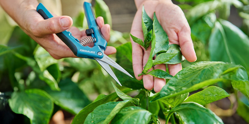 Beskæring og opbinding af chiliplanter i den vegetative vækst Beskæring og opbinding af chiliplanter i den vegetative vækst