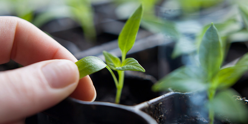 Kimplantestadiet: Tidlig vækst af chiliplante Kimplantestadiet: Tidlig vækst af chiliplante
