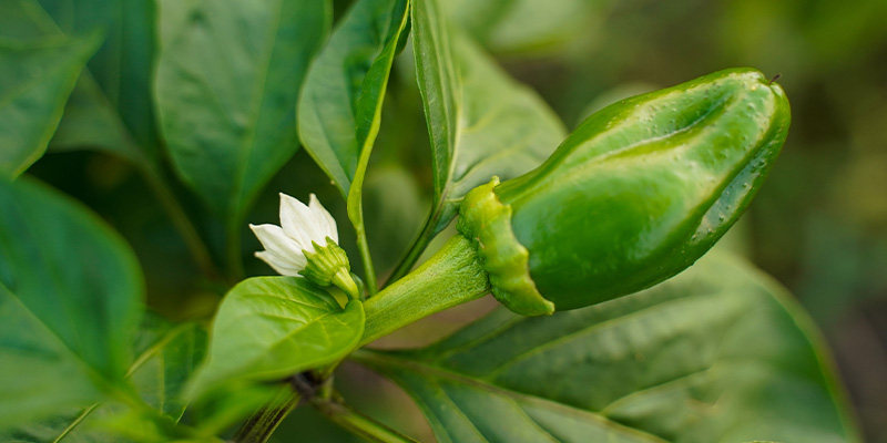 Fra blomst til de første chilier From flower to first chillies