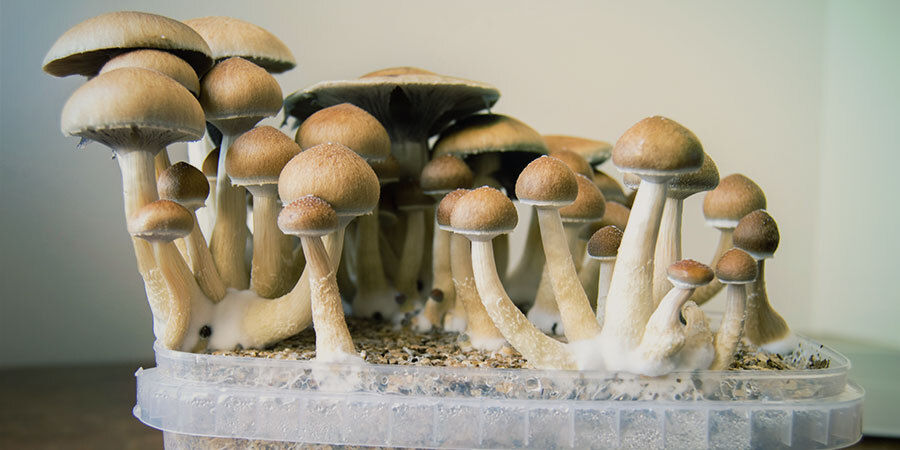 Hvad er magiske svampe (psilocybin)? Hvad er magiske svampe (psilocybin)?