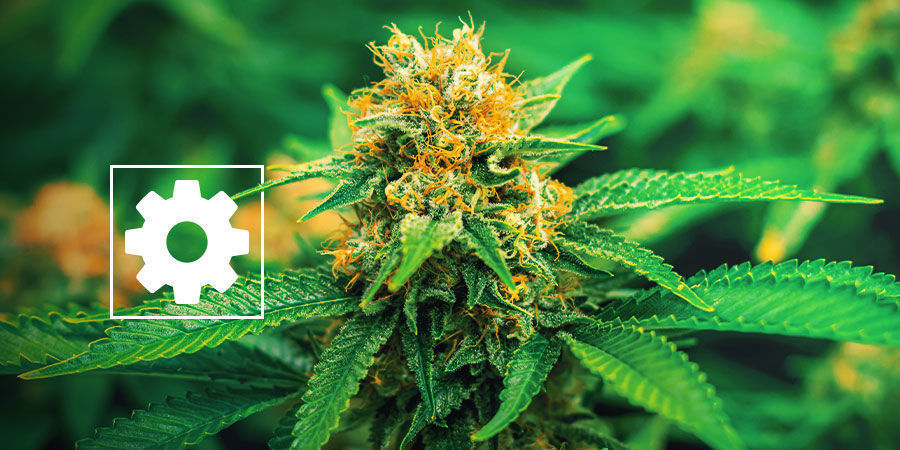 Nye autoflower cannabisfrø-sorter – Royal Queen Seeds Nye autoflower cannabisfrø-sorter – Royal Queen Seeds