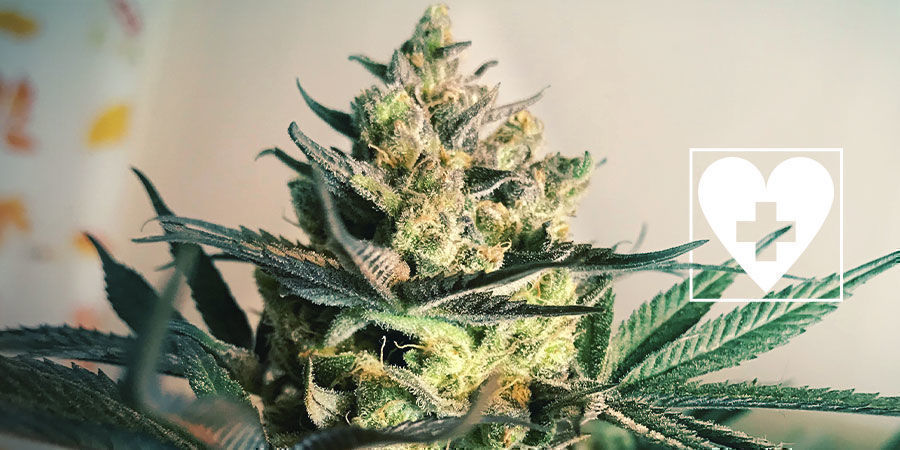 Nye CBD-cannabissorter – Royal Queen Seeds Nye CBD-cannabissorter – Royal Queen Seeds