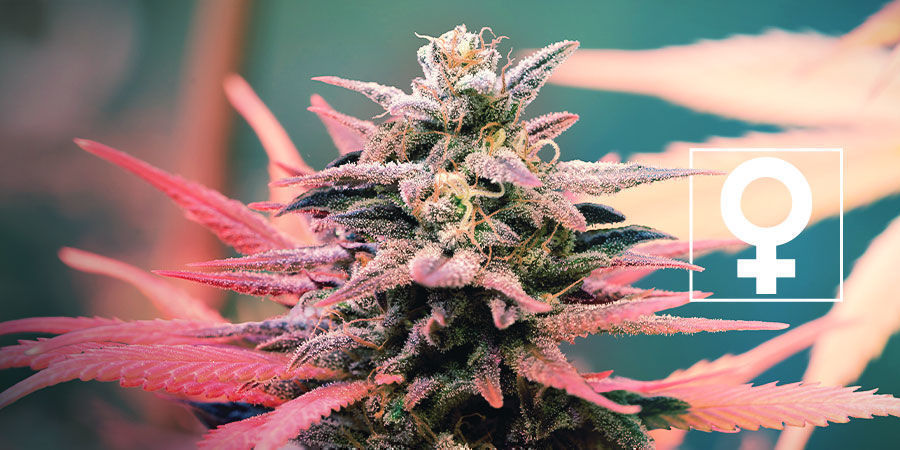Nye feminiserede cannabisfrø - Royal Queen Seeds Nye feminiserede cannabisfrø - Royal Queen Seeds