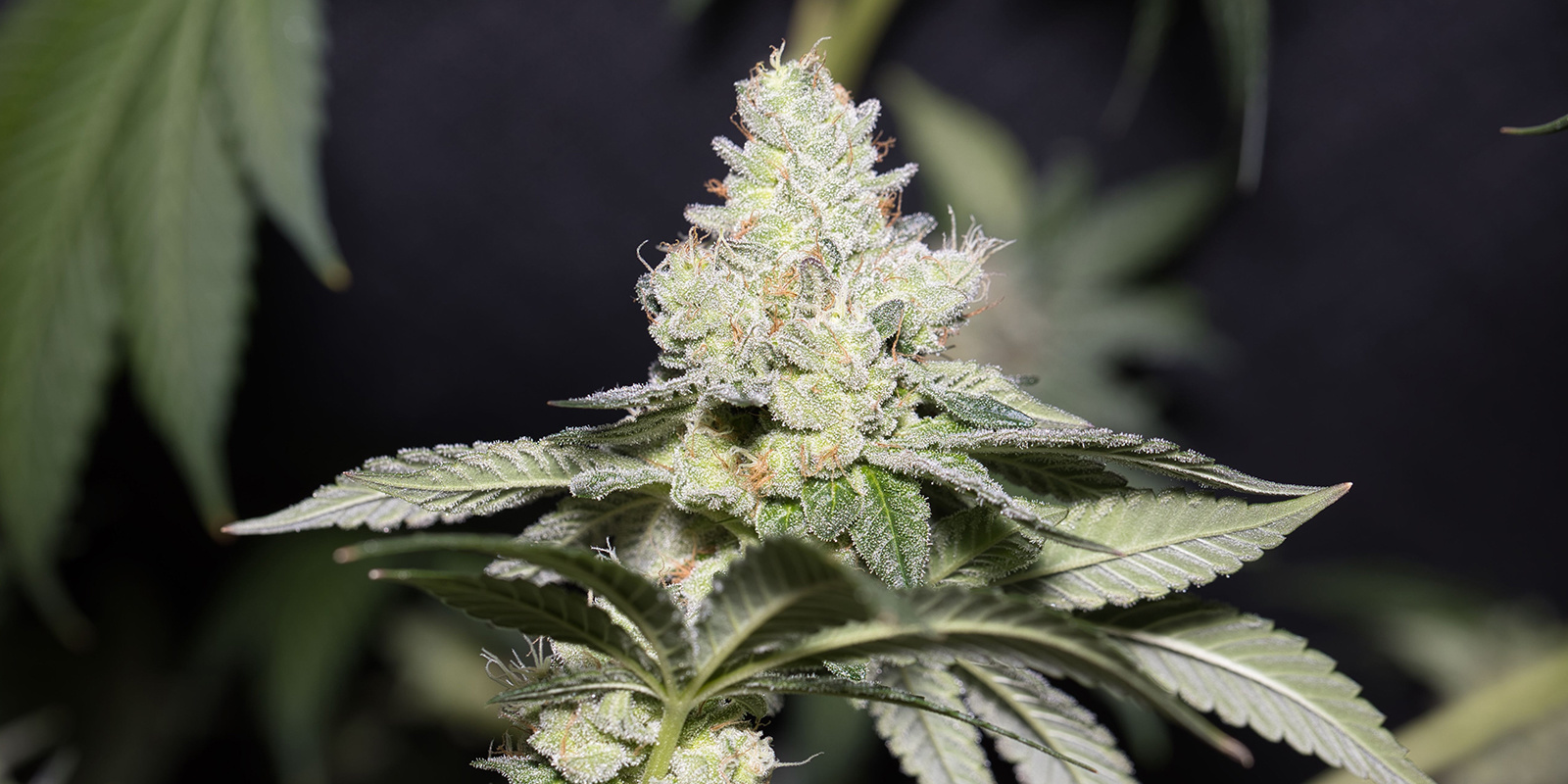 La Diva (Delicious Seeds) La Diva (Delicious Seeds)
