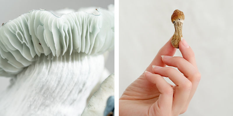 Hvordan adskiller smag og konsistens sig mellem friske og tørrede shrooms? Hvordan adskiller smag og konsistens sig mellem friske og tørrede shrooms?