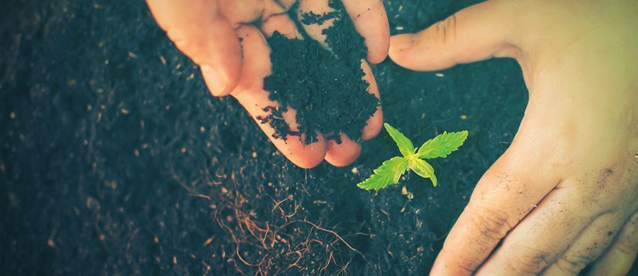 r/cannabiscultivation: Alt, du skal vide om dyrkning, samlet ét sted r/cannabiscultivation: Everything You Need to Know About Growing, in One Place