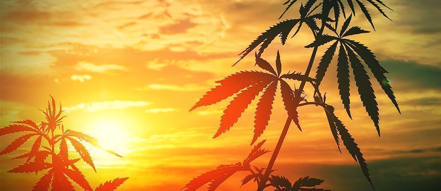 r/outdoorgrowing: Kom i gang med en anden slags havearbejde R/outdoorgrowing: Get Stuck Into A Different Kind Of Gardening