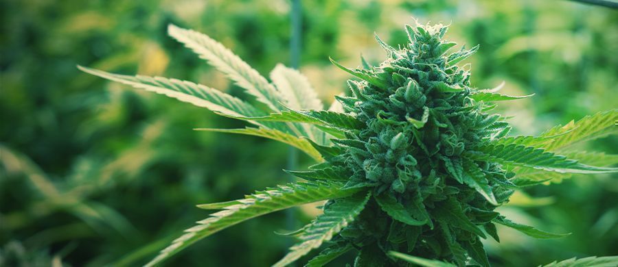 r/trees: Det afslappede cannabisfællesskab r/trees: Det afslappede cannabisfællesskab