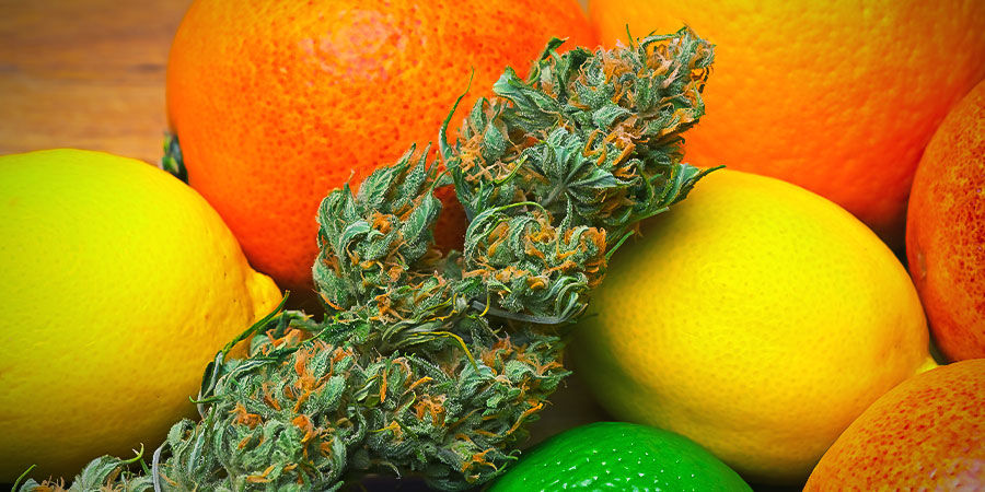 Do-Si-Dos Automatic: Aroma, Flavour, and Effects Do-Si-Dos Automatic: Aroma, Flavour, and Effects