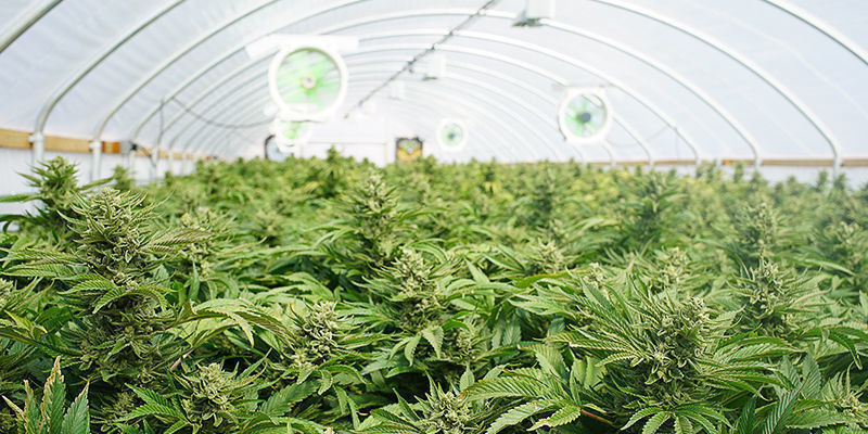 5. Cannabisdyrker 5. Cannabisdyrker