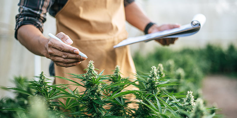 7 Jobs i cannabisindustrien 7 Jobs i cannabisindustrien
