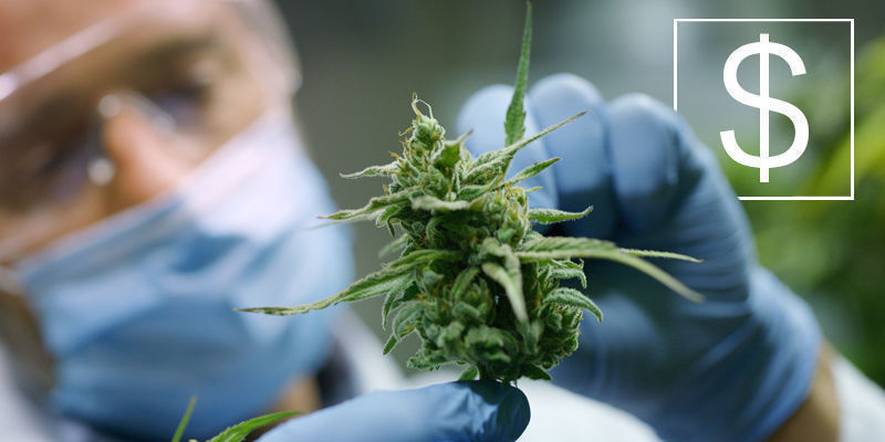 Hvad er det bedst betalte job i cannabisbranchen? Hvad er det bedst betalte job i cannabisbranchen?