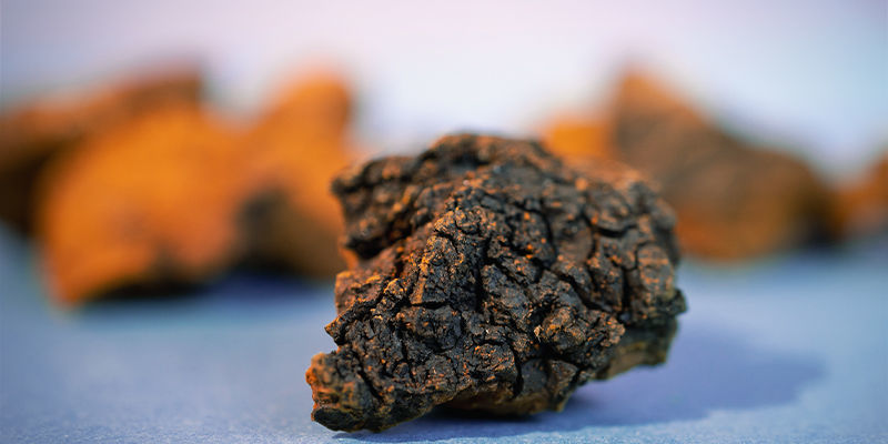Hvordan ser chaga ud? Hvordan ser chaga ud?