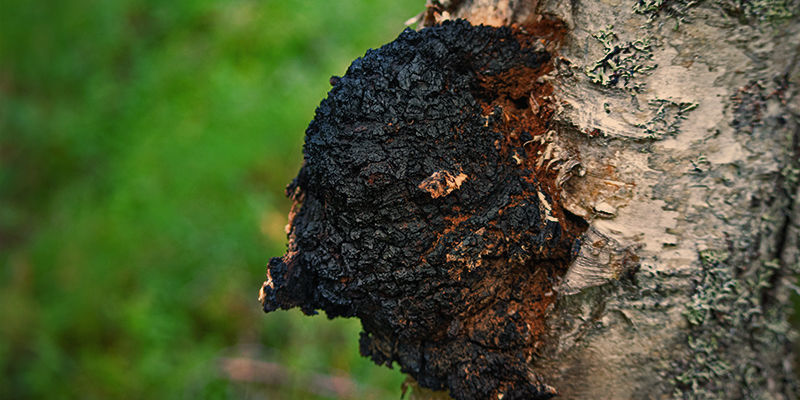 Hvad er chaga-svamp? Hvad er chaga-svamp?