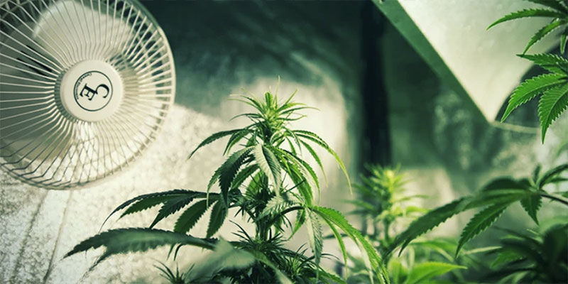 Styr cannabisblomstring med lysafskærmning: Sørg for tilstrækkelig ventilation
