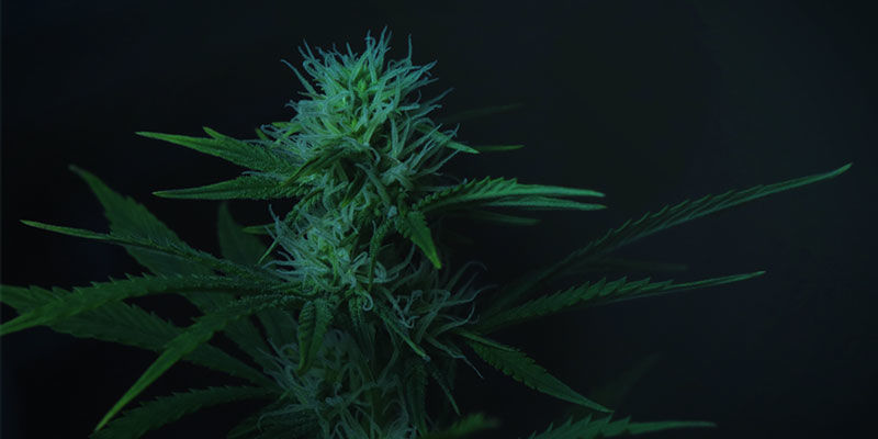 Indendørs Sådan bruger du lysdeprivation til at styre cannabisblomstring: indendørs